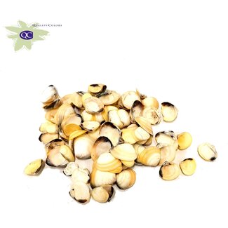 QC Yellow Chippy Shells | Colour: Natural Yellow | Per 2 kilos of shells