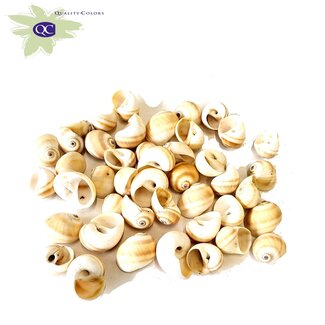 QC Umachi Shells | Colour: Natural Brown | Weight 1 kilo | Per 2 bags