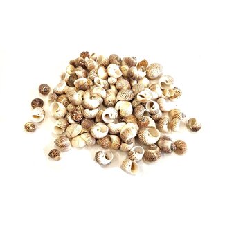 QC Pura Muttai Shells | Colour: Natural Brown | Weight 1 kilo | Per 2 bags