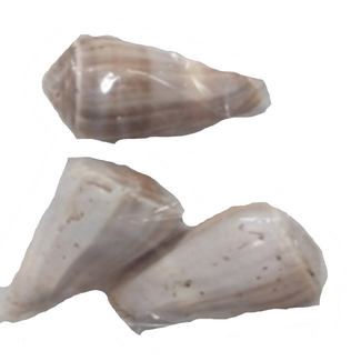 QC Blue Valai Poo Schelpen | Kleur: Naturelle Bruin | Inhoud 5 stuks | Per 6 zakken