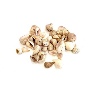 QC Thalam Paladai Schelpen | Kleur: Naturelle Bruin | Gewicht 500 gram | Per 2 zakken