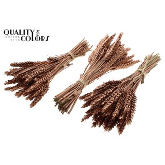 QC Boeket Gedroogde Mini Tarwe | Kleur: Koperkleurig | Triticum Droogbloemen | Lengte ± 25 centimeter | Per 10 bossen