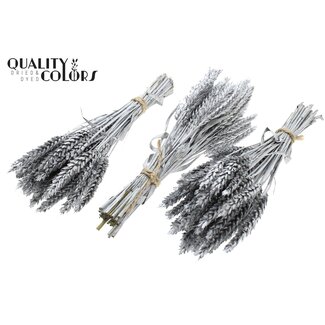 QC Boeket Gedroogde Mini Tarwe | Kleur: Zilverkleurig | Triticum Droogbloemen | Lengte ± 25 centimeter | Per 10 bossen