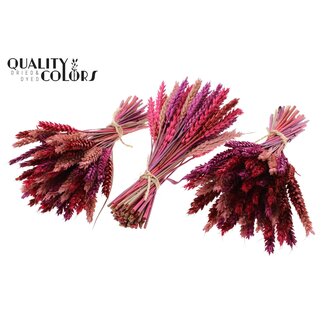 QC Dried Mini Wheat Bouquet | Love Mix | Colour: Mixed Colours | Triticum Dried Flowers | Length ± 25 centimetres | Per 10 bunches
