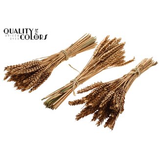QC Boeket Gedroogde Mini Tarwe | Antiek Goud | Kleur: Goudkleurig | Triticum Droogbloemen | Lengte ± 25 centimeter | Per 10 bossen