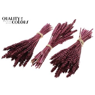 QC Bouquet of Dried Mini Wheat | Colour: Bordeaux Red | Triticum Dried Flowers | Length ± 25 centimetres | Per 10 bunches