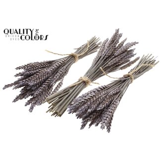 QC Boeket Gedroogde Mini Tarwe | Kleur: Frosted Milkapaars | Triticum Droogbloemen | Lengte ± 25 centimeter | Per 10 bossen
