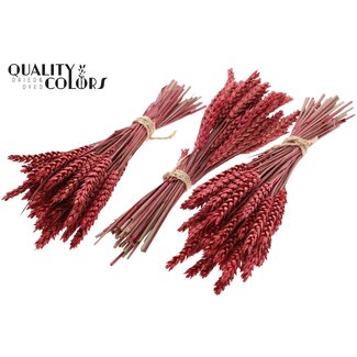 QC Dried Mini Wheat Bouquet | Colour: Red | Triticum Dried Flowers | Length ± 25 centimetres | Per 10 bunches
