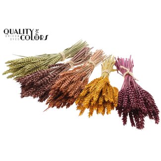 QC Boeket Gedroogde Mini Tarwe | Pumpkin Mix | Kleur: Gemengde Kleuren | Triticum Droogbloemen | Lengte ± 25 centimeter | Per 10 bossen