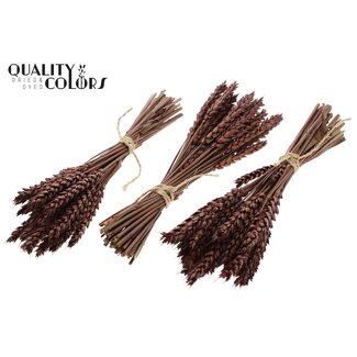 QC Dried Mini Wheat Bouquet | Colour: Brown | Triticum Dried Flowers | Length ± 25 centimetres | Per 10 bunches