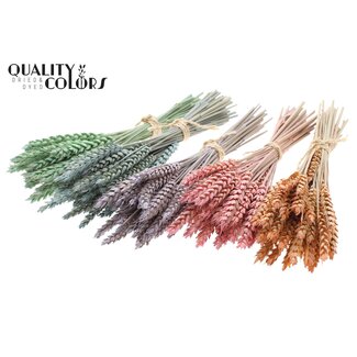 QC Boeket Gedroogde Mini Tarwe | Kleur: Frosted Gemengde Kleuren | Triticum Droogbloemen | Lengte ± 25 centimeter | Per 10 bossen