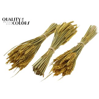 QC Dried Mini Wheat Bouquet | Colour: Yellow | Triticum Dried Flowers | Length ± 25 centimetres | Per 10 bunches