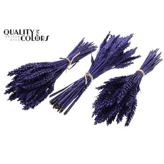 QC Boeket Gedroogde Mini Tarwe | Kleur: Metallic Paars | Triticum Droogbloemen | Lengte ± 25 centimeter | Per 10 bossen