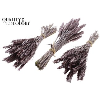 QC Dried Mini Wheat Bouquet | Colour: Metallic Pink | Triticum Dried Flowers | Length ± 25 centimetres | Per 10 bunches