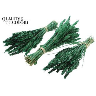 QC Bouquet of Dried Mini Wheat | Colour: Metallic Green | Triticum Dried Flowers | Length ± 25 centimetres | Per 10 bunches