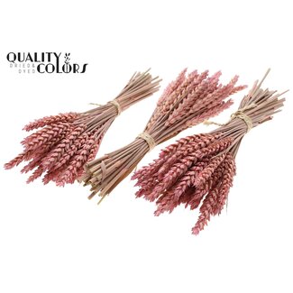 QC Bouquet of Dried Mini Wheat | Colour: Frosted Pink | Triticum Dried Flowers | Length ± 25 centimetres | Per 10 bunches
