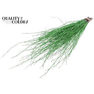 QC Gedroogde Berkentakken | Kleur: Lichtgroen | Lengte ± 70 centimeter | 10 takken per bos