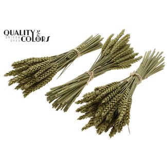 QC Dried Mini Wheat Bouquet | Colour: Olive Green | Triticum Dried Flowers | Length ± 25 centimetres | Per 10 bunches