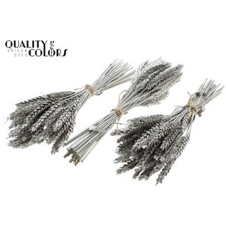 QC Bouquet of Dried Mini Wheat | Colour: Platinum | Triticum Dried Flowers | Length ± 25 centimetres | Per 10 bunches
