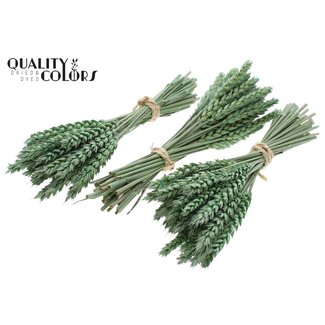 QC Dried Mini Wheat Bouquet | Colour: Frosted Mint Green | Triticum Dried Flowers | Length ± 25 centimetres | Per 10 bunches