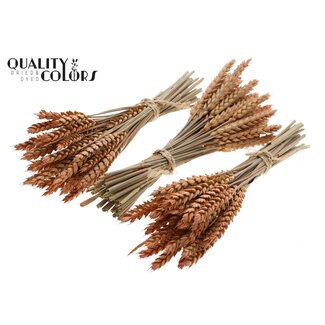 QC Boeket Gedroogde Mini Tarwe | Kleur: Frosted Zalmkleurig | Triticum Droogbloemen | Lengte ± 25 centimeter | Per 10 bossen