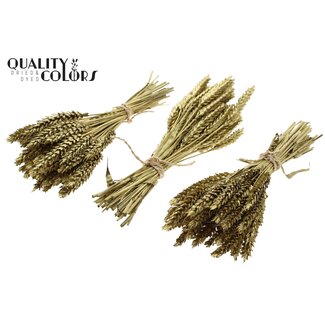QC Boeket Gedroogde Mini Tarwe | Kleur: Goudkleurig | Triticum Droogbloemen | Lengte ± 25 centimeter | Per 10 bossen