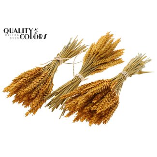 QC Boeket Gedroogde Mini Tarwe | Kleur: Abrikooskleurig | Triticum Droogbloemen | Lengte ± 25 centimeter | Per 10 bossen