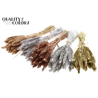QC Boeket Gedroogde Mini Tarwe | Kleur: Metallic Gemengde Kleuren | Triticum Droogbloemen | Lengte ± 25 centimeter | Per 10 bossen