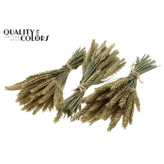 QC Bouquet of Dried Mini Wheat | Colour: Natural | Triticum Dried Flowers | Length ± 25 centimetres | Per 10 bunches