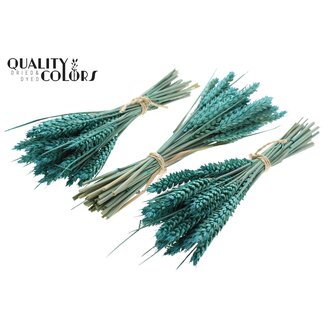 QC Boeket Gedroogde Mini Tarwe | Kleur: Frosted Turquoise | Triticum Droogbloemen | Lengte ± 25 centimeter | Per 10 bossen