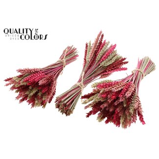 QC Dried Mini Wheat Bouquet | Lady Mix | Colour: Mixed Colours | Triticum Dried Flowers | Length ± 25 centimetres | Per 10 bunches