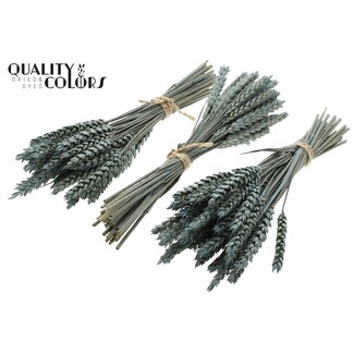 QC Dried Mini Wheat Bouquet | Colour: Frosted Light Blue | Triticum Dried Flowers | Length ± 25 centimetres | Per 10 bunches