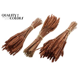 QC Boeket Gedroogde Mini Tarwe | Kleur: Terracotta | Triticum Droogbloemen | Lengte ± 25 centimeter | Per 10 bossen