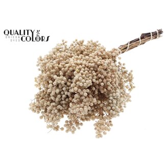 QC Gedroogde Peperbessen Bijstekers | Kleur: Gebleekt Wit | Schinus Droogdecoratie | Gewicht ± 170 gram | Per 5 bossen