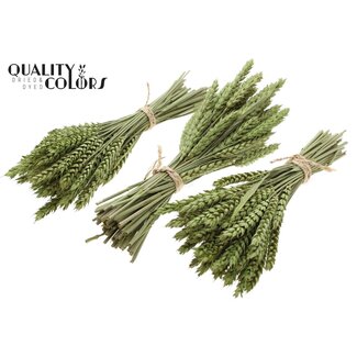 QC Boeket Gedroogde Mini Tarwe | Kleur: Lichtgroen | Triticum Droogbloemen | Lengte ± 25 centimeter | Per 10 bossen
