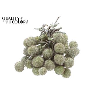 QC Small Ball on Stick | Colour: Pearl Mint Green | Small Ball Insert | 10 inserts per bunch | Per 5 bunches