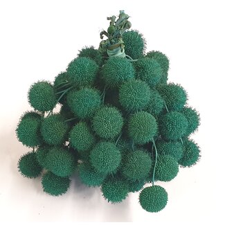 QC Small Ball on Stick | Colour: Turquoise | Small Ball Pick | 10 picks per bunch | Per 5 bunches