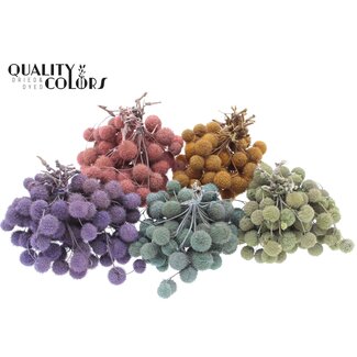 QC Kleine Bal op stok | Kleur: Frosted Gemengde Kleuren | Small Ball Bijsteker | 10 bijstekers per bos | Per 5 bossen