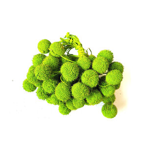 QC Small Ball on Stick | Colour: Light Green | Small Ball Stick | 10 sticks per bunch | Per 5 bunches