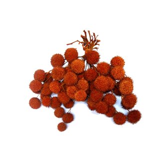 QC Small Ball on Stick | Colour: Orange | Small Ball Insert | 10 inserts per bunch | Per 5 bunches