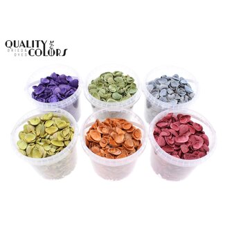 QC North Sea Shells in a reusable bucket | Colour: Mixed Colours | Bucket content 1 litre | Per 6 buckets