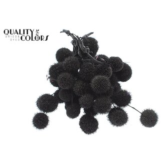 QC Kleine Bal op stok | Kleur: Zwart | Small Ball Bijsteker | 10 bijstekers per bos | Per 5 bossen