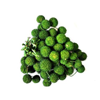QC Small Ball on Stick | Colour: Moss Green | Small Ball Pick | 10 picks per bunch | Per 5 bunches
