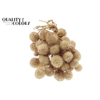 QC Small Ball on Stick | Colour: Antique Gold with Glitter | Small Ball Pick | 10 picks per bunch | Per 5 bunches