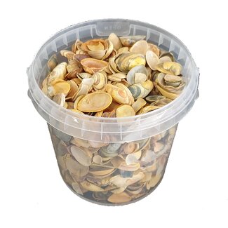 QC North Sea Shells in a reusable bucket | Colour: Yellow | Bucket content 1 litre | Per 6 buckets