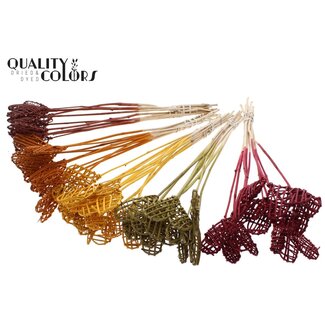 QC Rattan Lata Heart on stick "Pumpkin Mix" | Colour: Mixed Colours | Lata Heart flat Plant Stick | Length ± 50 centimetres | 50 plant sticks per bunch