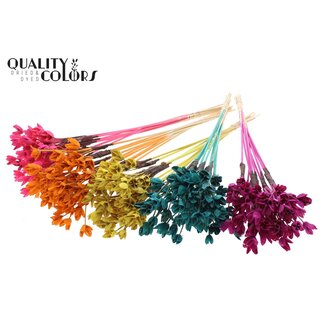 QC Bakuli op stok | Kleur: Gemengde Kleuren | Beukennoot Zaaddoos Bijsteker | Lengte ± 50 centimeter | 50 bijstekers per bos