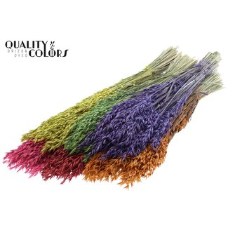 QC Gedroogde Haver | Kleur: Gemengde Kleuren | Avena droogbloemen | Lengte ± 60 centimeter | Gewicht 250 gram | Per 6 bossen