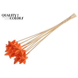 QC Styrofoam Star on a stick | Colour: Orange | Styro Star flat Pick | Length ± 50 centimetres | Per 50 picks