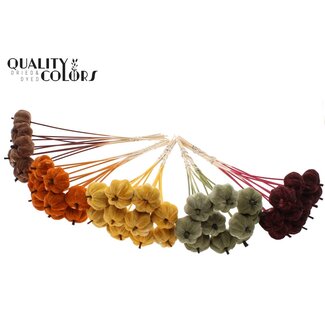 QC Fluwelen Pompoen op stok | Kleur: Gemengde Kleuren | Pompoen Bijsteker | Diameter pompoen 6 centimeter | Lengte ± 50 centimeter | 40 bijstekers per bos